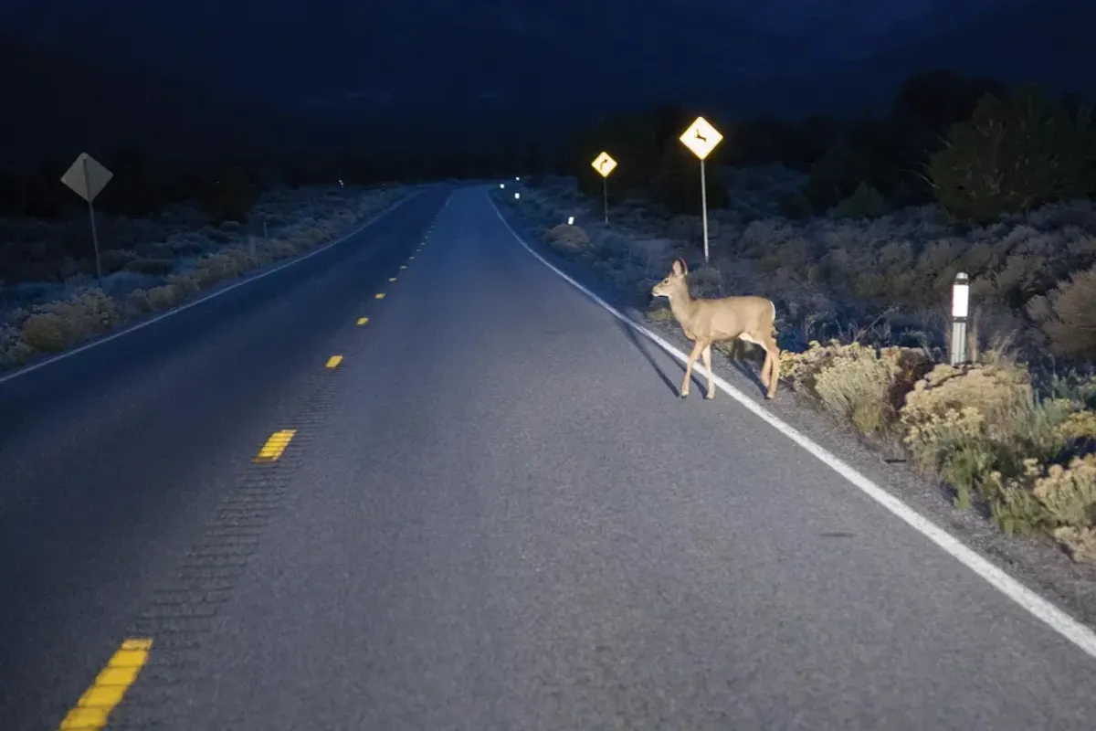 A deer crossing a street at night