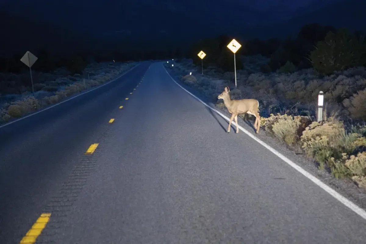 Oh Deer: 9 Ways To Avoid Animal Strikes - Penske