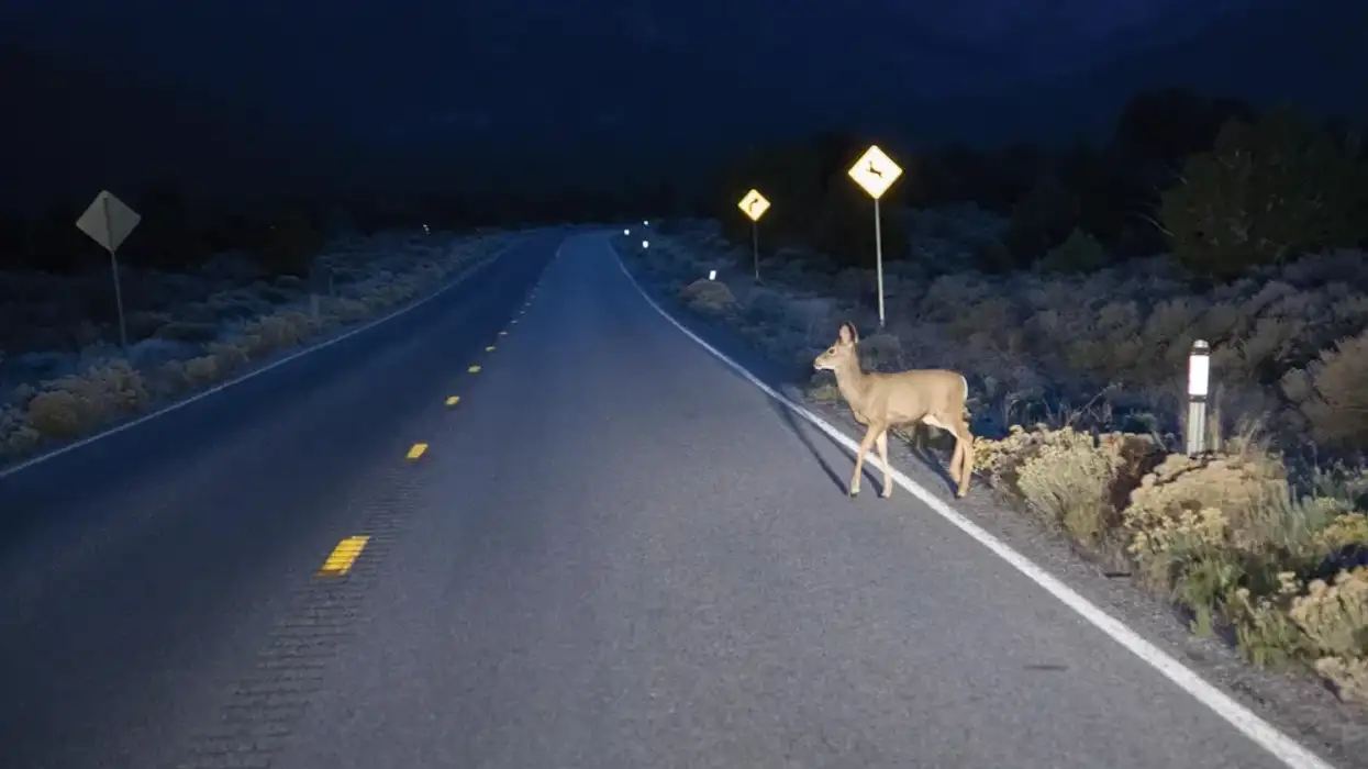 A deer crossing a street at night