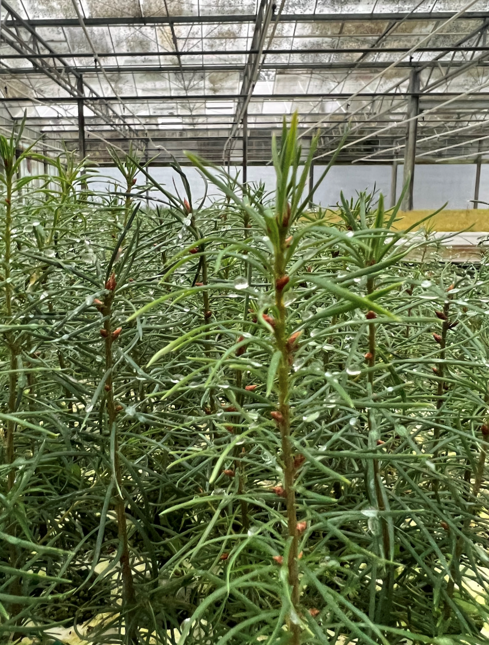 Image of tree saplings in nursery