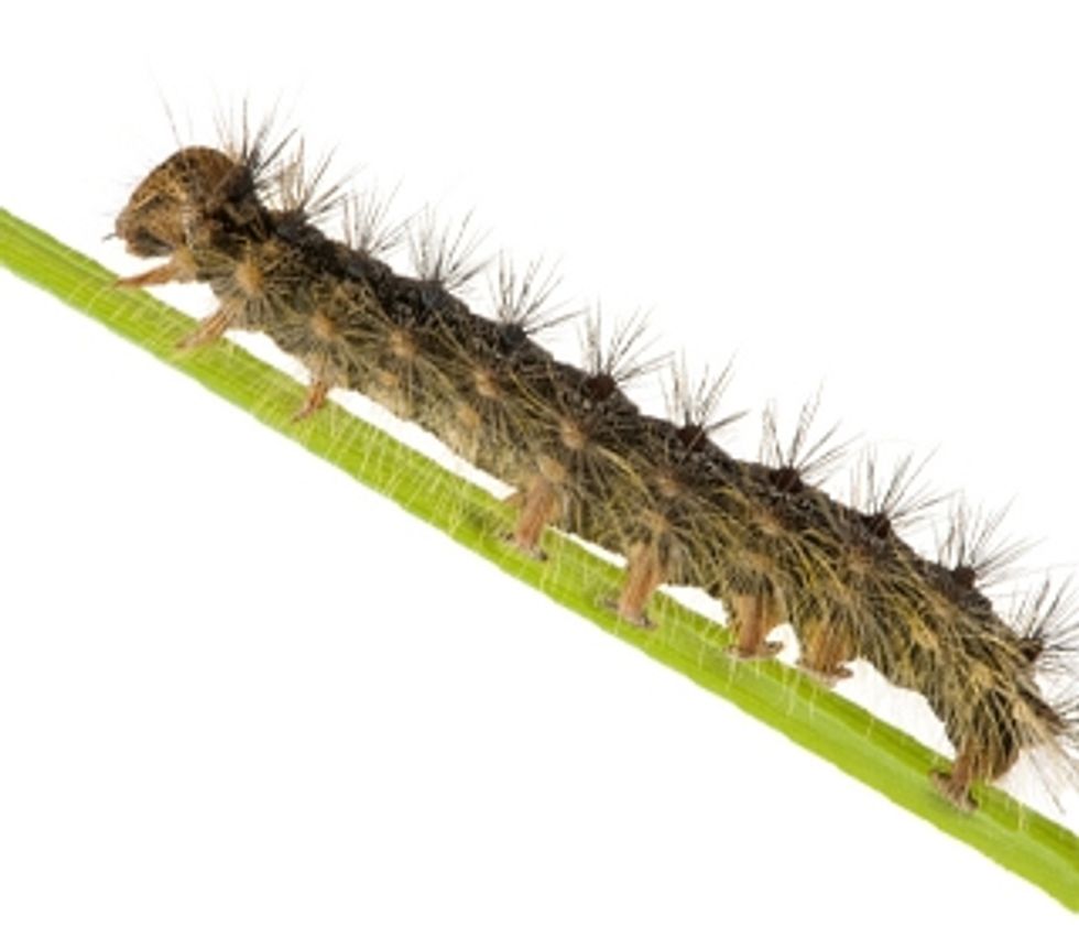
USDA Seeks Your Help to Stop Gypsy Moths
