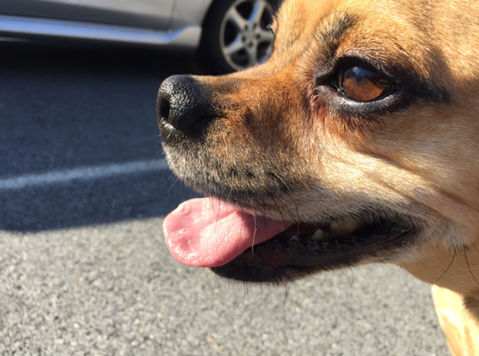 
Moving Season: Take Care When Moving with Pets
