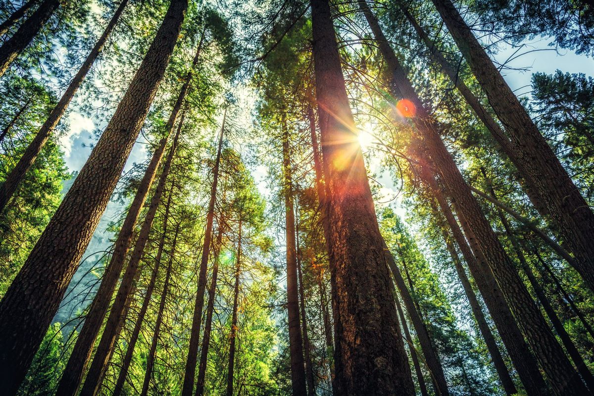 Trees in California forest