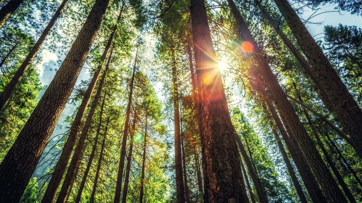 Trees in California forest